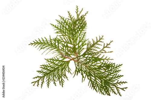 thuja isolated on white background