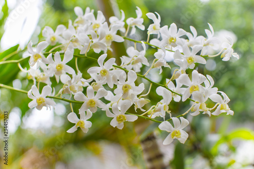 white orchid flower in nature fresh blooming orchid bud wet after rain