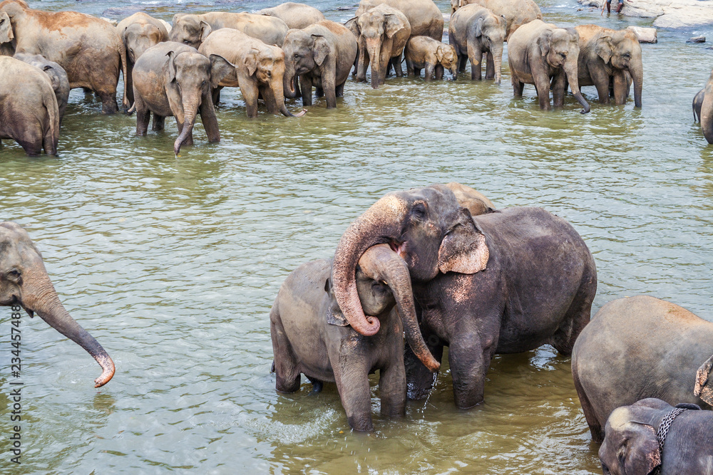  elephants in the river in Pinnawella