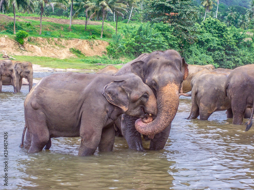  elephants in the river in Pinnawella
