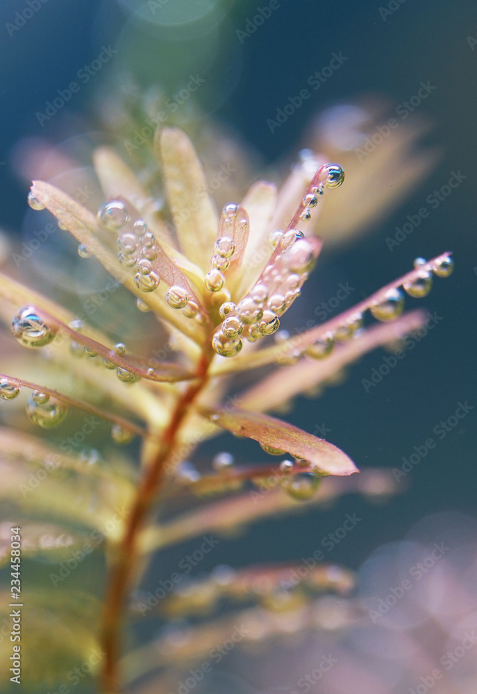 水草水槽 水草水槽