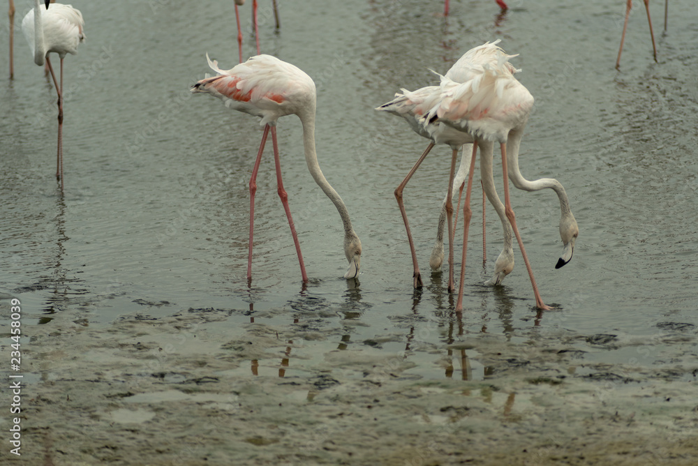 Flamingoes in Ras Al Khor Wildlife Sanctuary, Ramsar Site, Flamingo hide2, Dubai, United Arab Emirates Flamingoes in Ras Al Khor Wildlife Sanctuary, Ramsar Site, Flamingo hide2, Dubai, United Arab Emirates