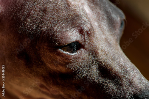 фотографія American Hairless Terrier dog head macro under sunlight