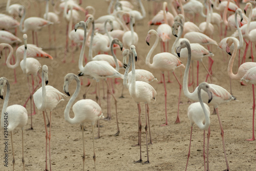 Flamingoes in Ras Al Khor Wildlife Sanctuary, Ramsar Site, Flamingo hide2, Dubai, United Arab Emirates