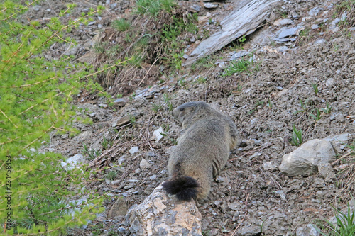 Marmotte cherchant son repas