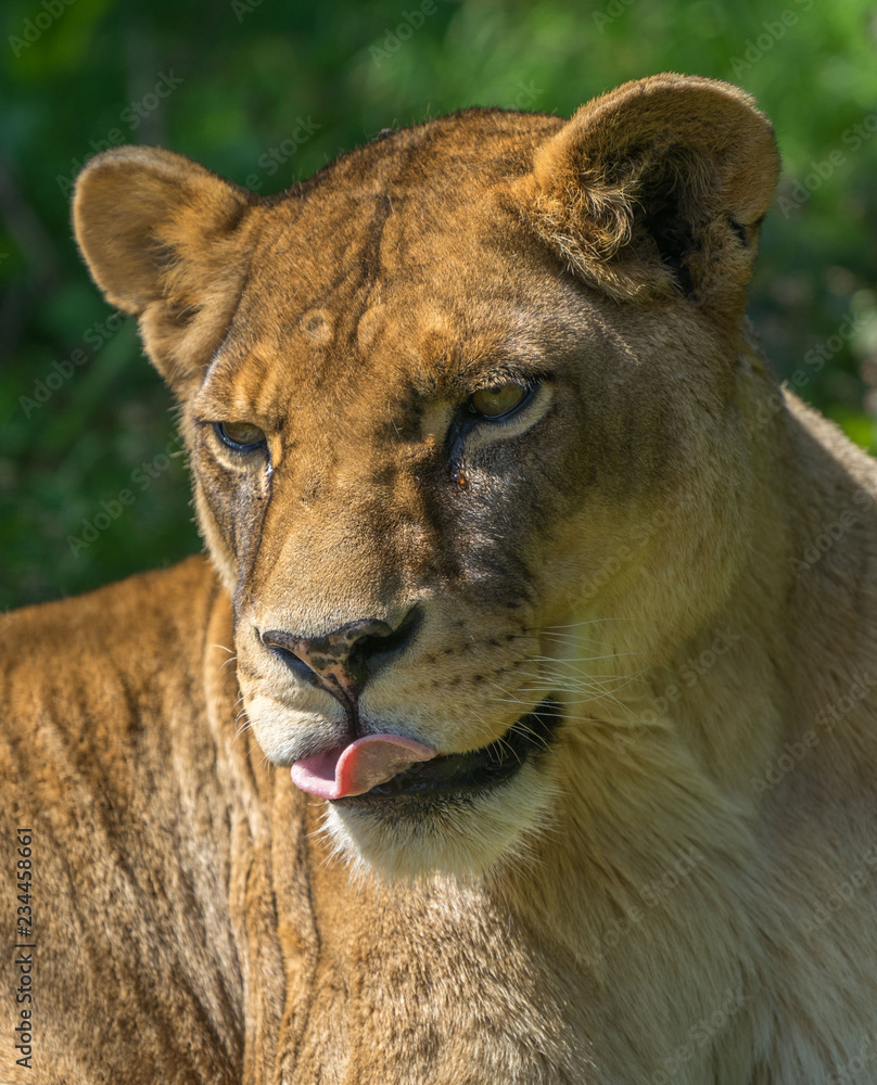 Close up of Lioness, tongue out, licking lips