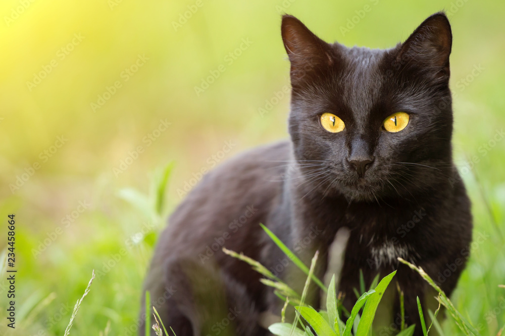 Beautiful cute black cat portrait close-up with copy space