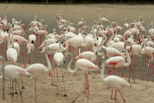 Flamingoes in Ras Al Khor Wildlife Sanctuary, Ramsar Site, Flamingo hide2, Dubai, United Arab Emirates