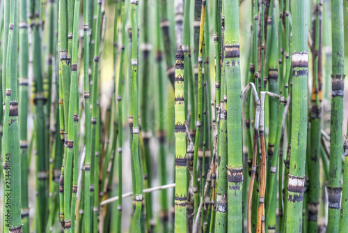 background with stalks of green bamboo