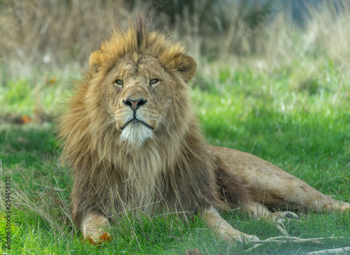 Lion sitting in grass looking at camera