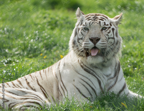 White tiger with tongue sticking out sitting on grass 