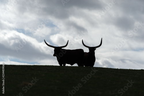 Silhouette of Ankole cattle against a cloudy sky
