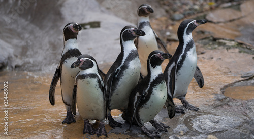 Group of Humboldt penguins on a rocky surface