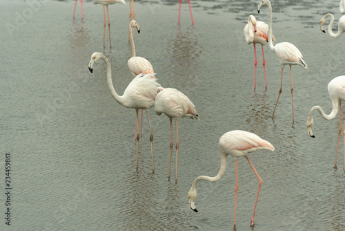 Flamingoes in Ras Al Khor Wildlife Sanctuary, Ramsar Site, Flamingo hide2, Dubai, United Arab Emirates