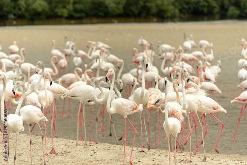 Flamingoes in Ras Al Khor Wildlife Sanctuary, Ramsar Site, Flamingo hide2, Dubai, United Arab Emirates © hossein1351