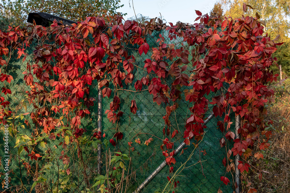 fence garden covered with red flowers climbing plants in autumn