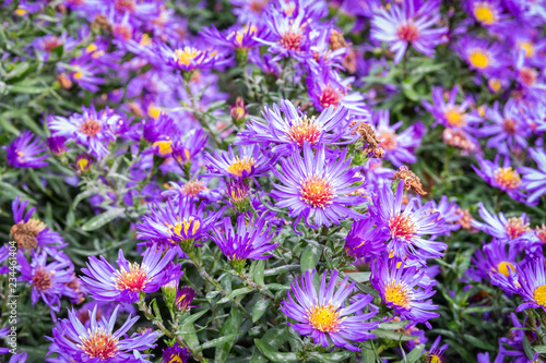 Blauen Aster Blumen