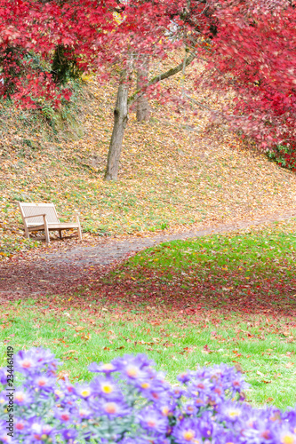 Rote Ahorn Baum im Herbst
