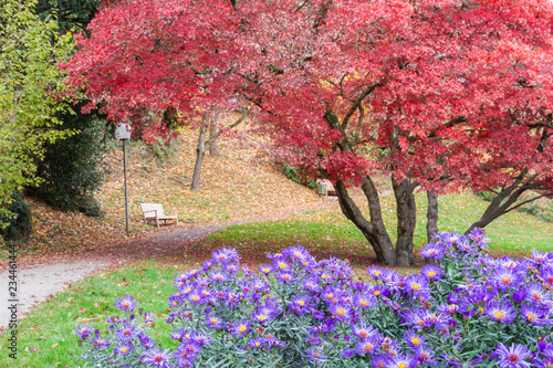 Rote Ahorn Baum im Herbst