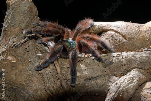 Martinique-Baumvogelspinne (Avicularia versicolor) - Martinique red tree spider photo