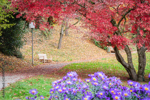 Rote Ahorn Baum im Herbst