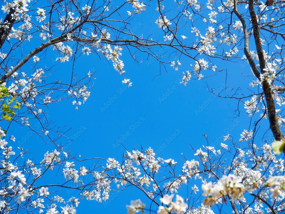 White buahinea variegata tree or white orchid tree on blue sky background. Pa Miang, Chae Son national park, Lampang, Thailand. White buahinea variegata tree or white orchid tree on blue sky background. Pa Miang, Chae Son national park, Lampang, Thailand.