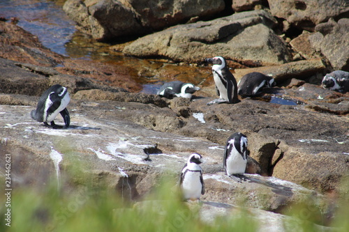 penguin of boulders beach