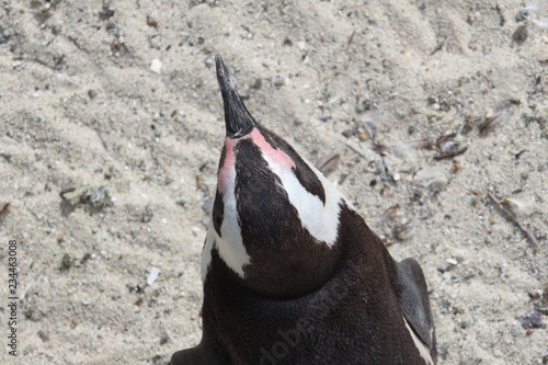 penguin of boulders beach