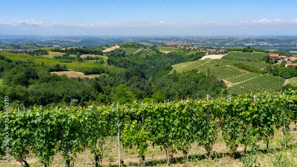 Vineyards near Dogliani, Cuneo, in Langhe