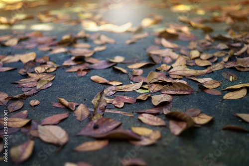 Texture and background selective focus of the dried leaves falled on the wet cement ground with blurred foreground