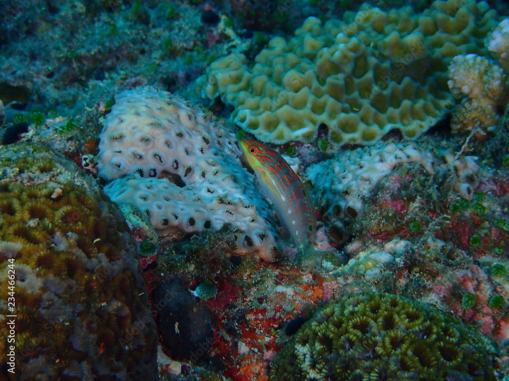 Fototapeta premium ツキベラ