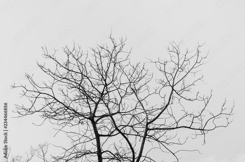 Bare tree in black and white - A closeup image of a bare tree in black and white during the fall season.