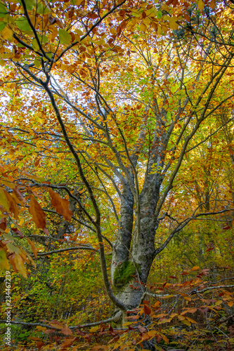 Tree with trunk covered with  lichen and moss in golden autumn foliage. Litochoro. Greece photo