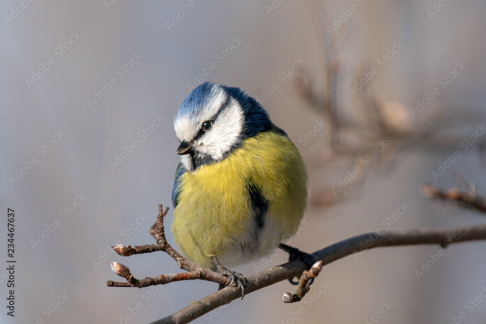Obraz premium Beautiful close up of a Blue tit in spring sunshine
