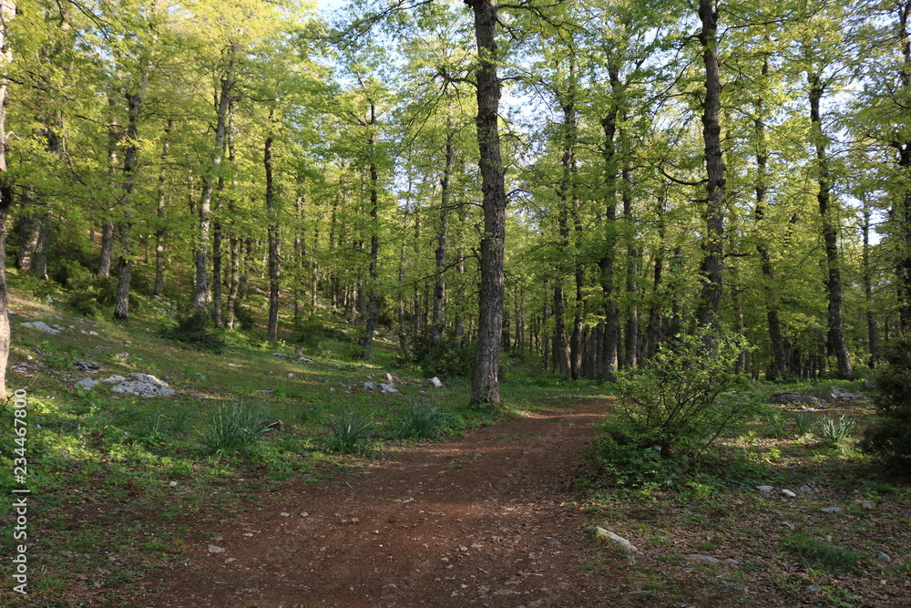 Fototapeta premium forest