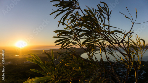 A tree sapling overlooking Castle Hill  Townsville  Australia