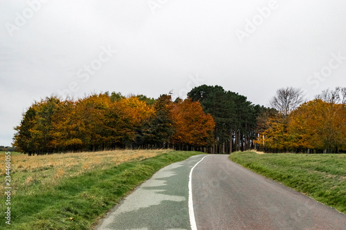 Road in Phoenix Park, Dublin, with a row of colorful autumn trees in the distance.