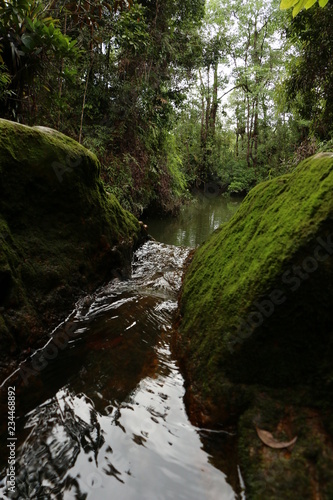 Manglar