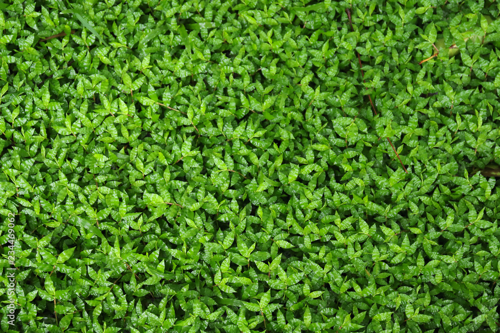 Green grass background Green grass background