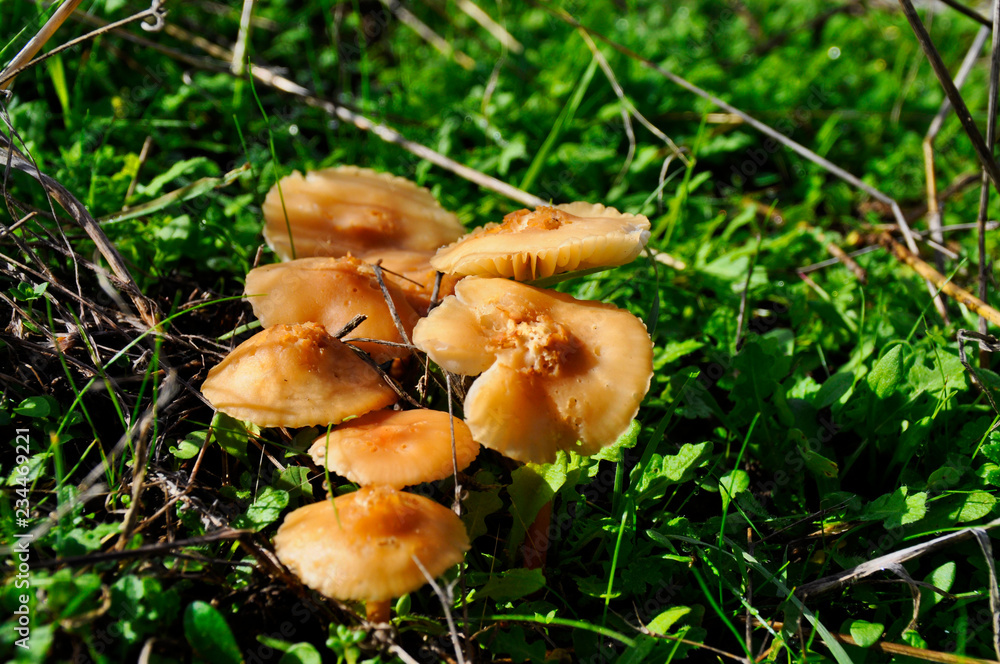 Setas caza de brujas