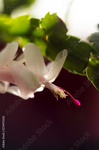 shlumbergera flower photo