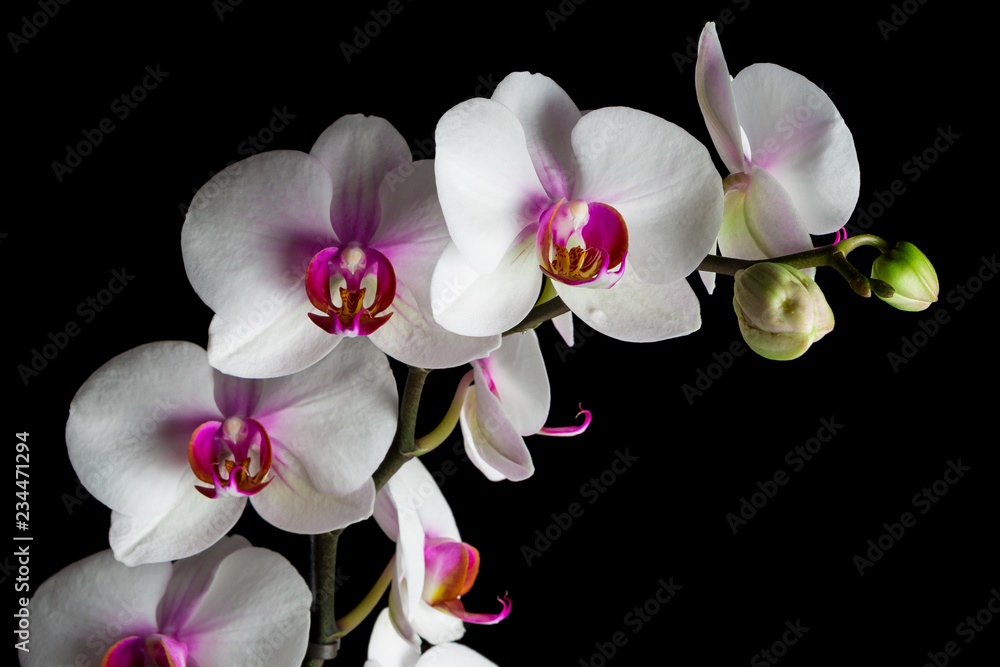 Orchidea Orchidea