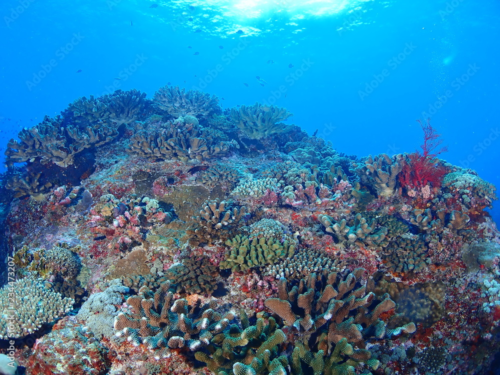 Naklejka premium 珊瑚礁