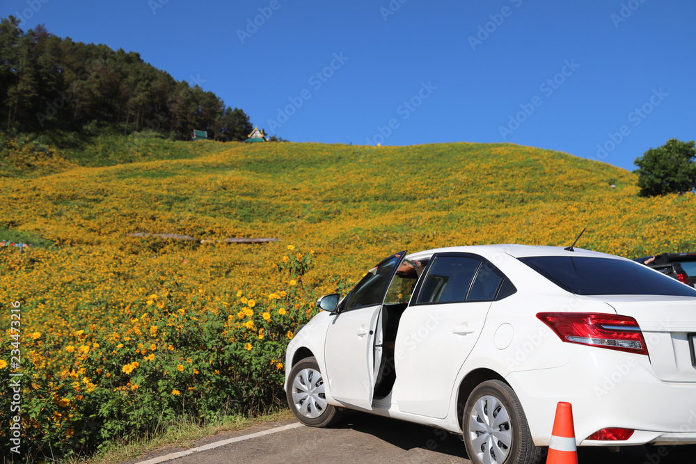 Closeup of white car parking on the road in-front of Mexican sunflowers field with clear blue sky background in sunny day. Closeup of white car parking on the road in-front of Mexican sunflowers field with clear blue sky background in sunny day.