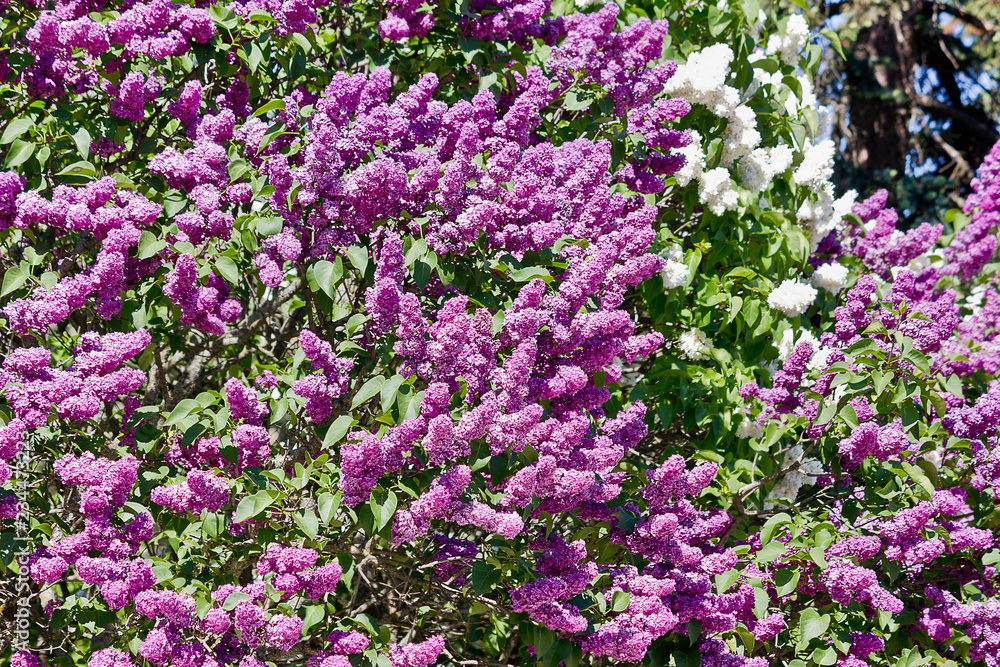 bushes of spring flowering purple lilac closeup