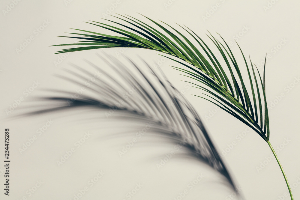 Obraz premium Exotic green leaf and its shadow on light background.