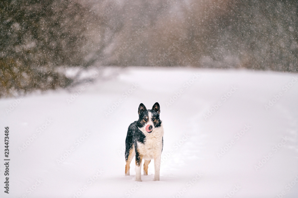 Unusual dog winter portrait. Strange funny puppy standing on snowy road in forest and looking around. Active playful pet stocked in snowdrift in wood. Hungry wild animal with muzzle covered in snow.
