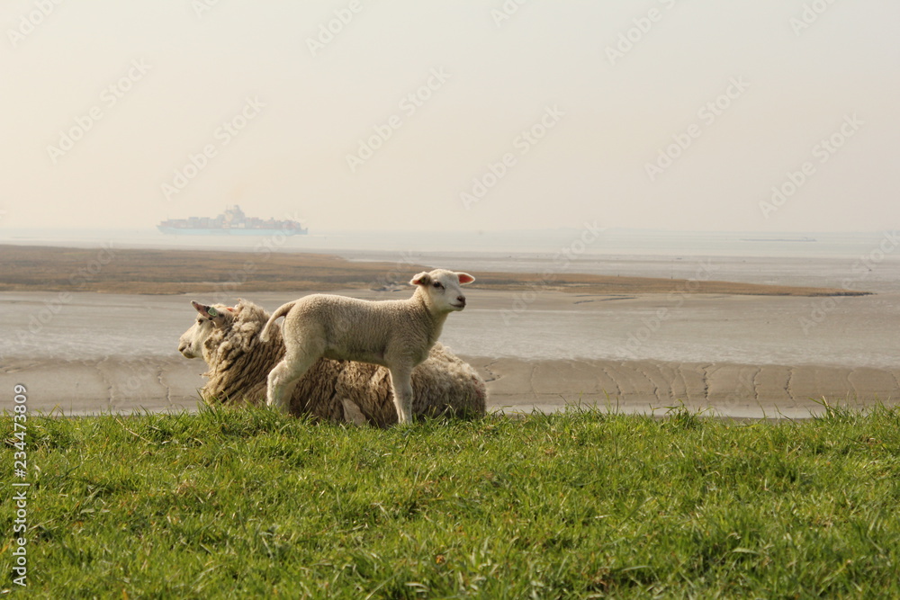 a cute little lamb and a sheep are standing at the seawall with a salt marsh and western scheldt sea in the background in springtime a cute little lamb and a sheep are standing at the seawall with a salt marsh and western scheldt sea in the background in springtime