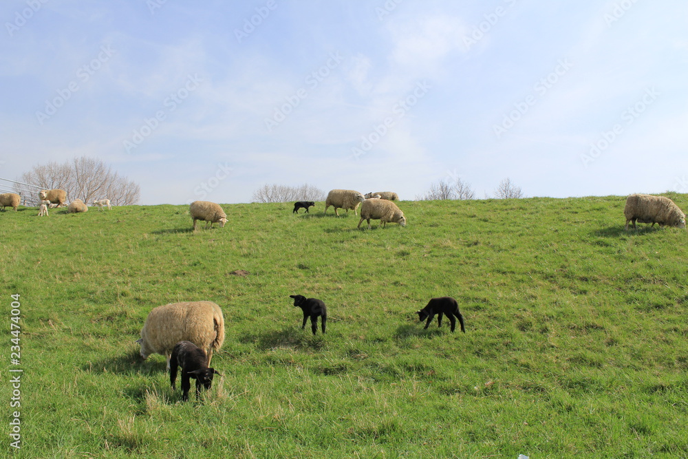 group of white and black sheep is grazing at the green grass in summer group of white and black sheep is grazing at the green grass in summer