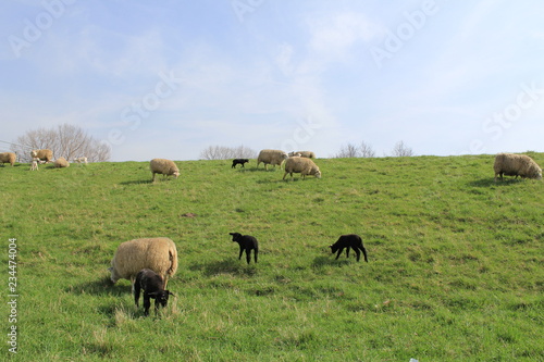 group of white and black sheep is grazing at the green grass in summer